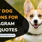 Best Dog Captions For Instagram With Quotes