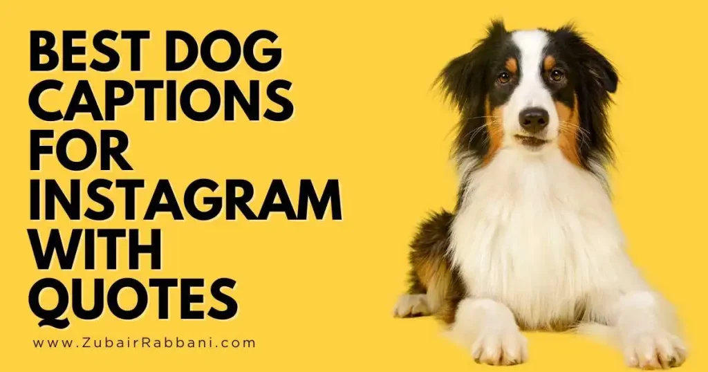 Dog Captions For Instagram