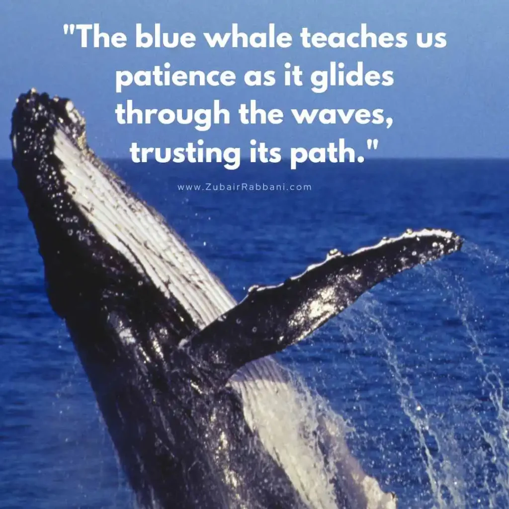 Inspirational Blue Whale Quotes